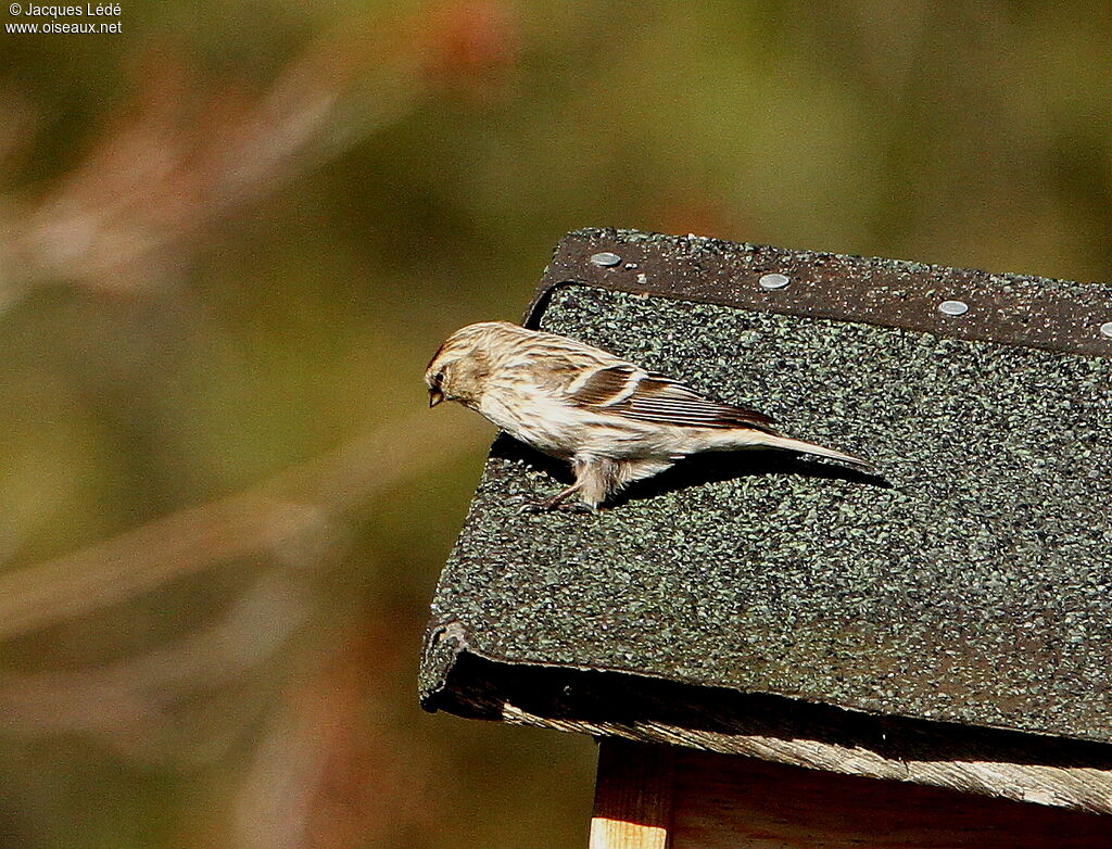 Common Redpoll