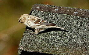 Common Redpoll