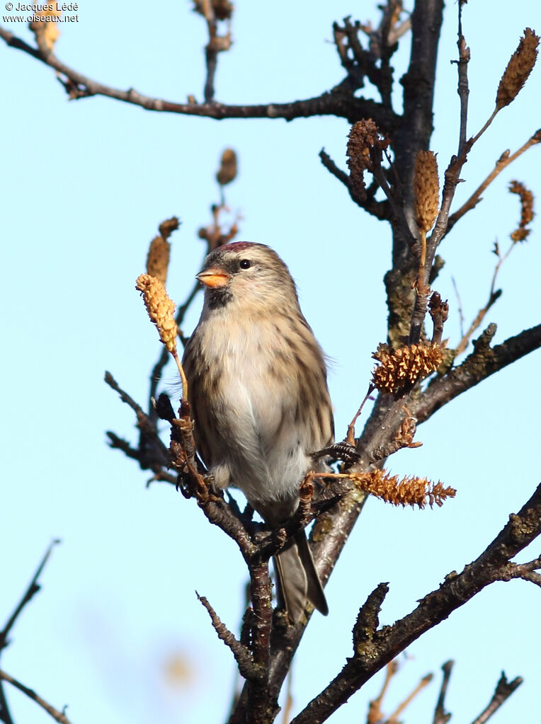 Common Redpoll