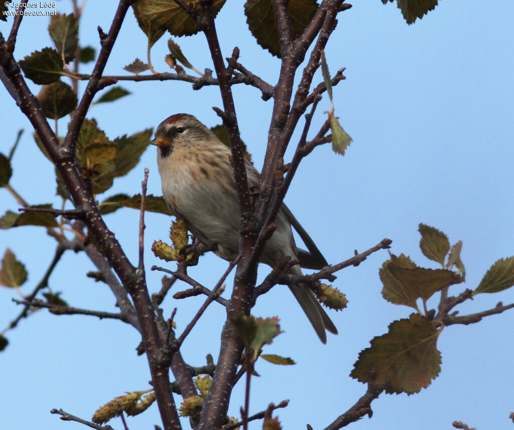 Common Redpoll