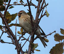 Common Redpoll