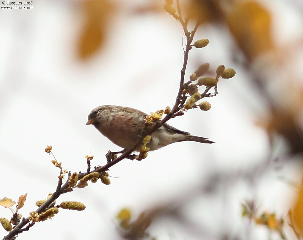 Common Redpoll