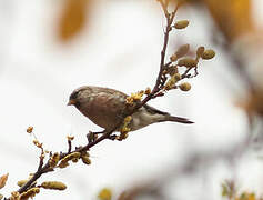 Common Redpoll