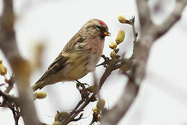 Common Redpoll