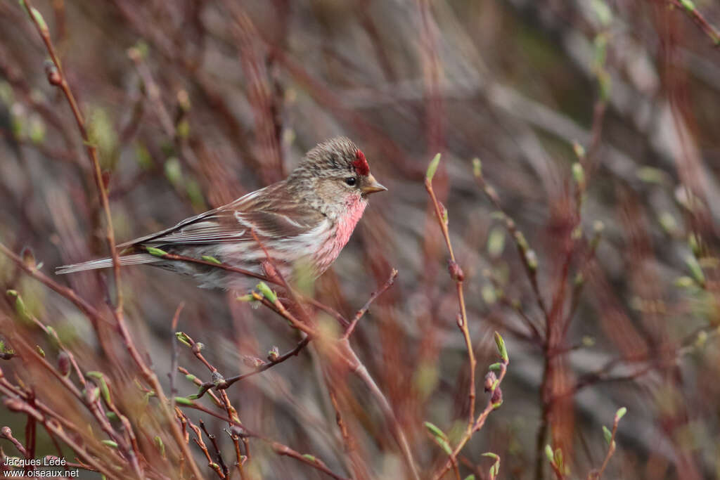 Common Redpoll male adult breeding, identification