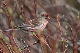 Common Redpoll