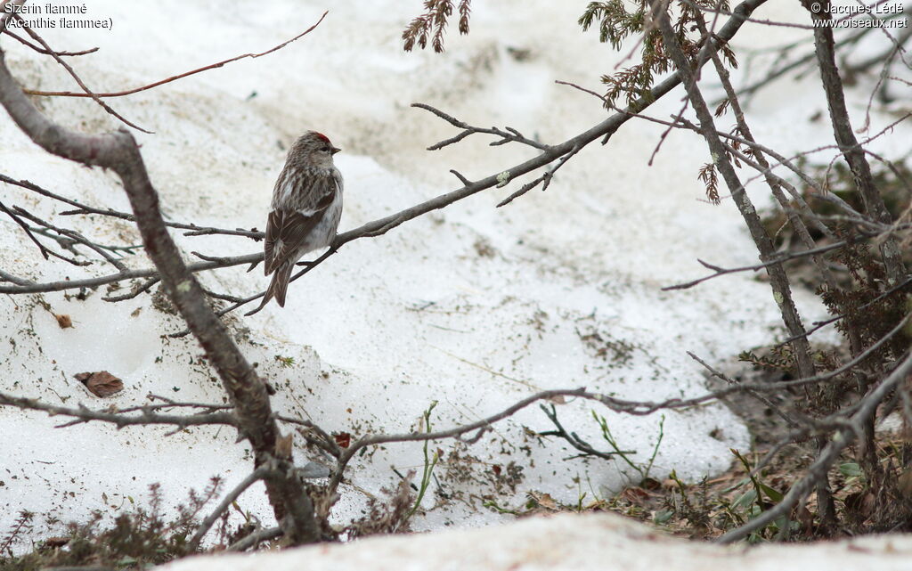 Common Redpoll