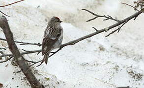 Common Redpoll