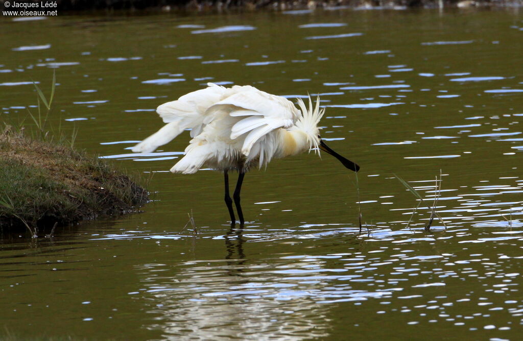 Eurasian Spoonbill