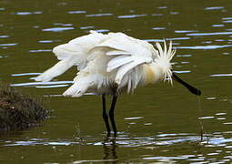 Eurasian Spoonbill