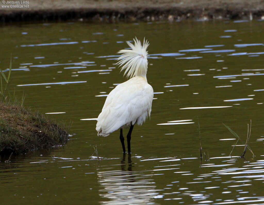 Eurasian Spoonbill