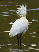 Eurasian Spoonbill