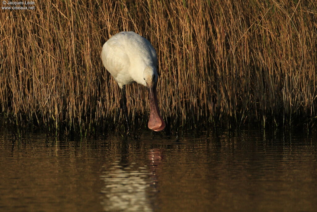 Eurasian Spoonbill