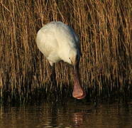 Eurasian Spoonbill