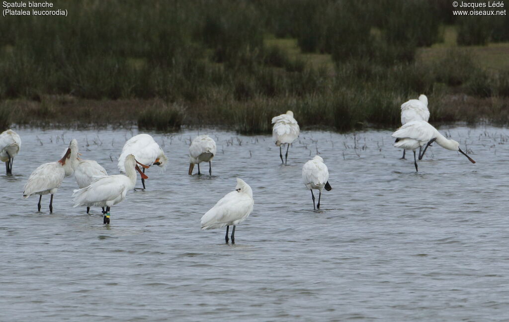 Eurasian Spoonbill