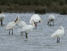 Eurasian Spoonbill