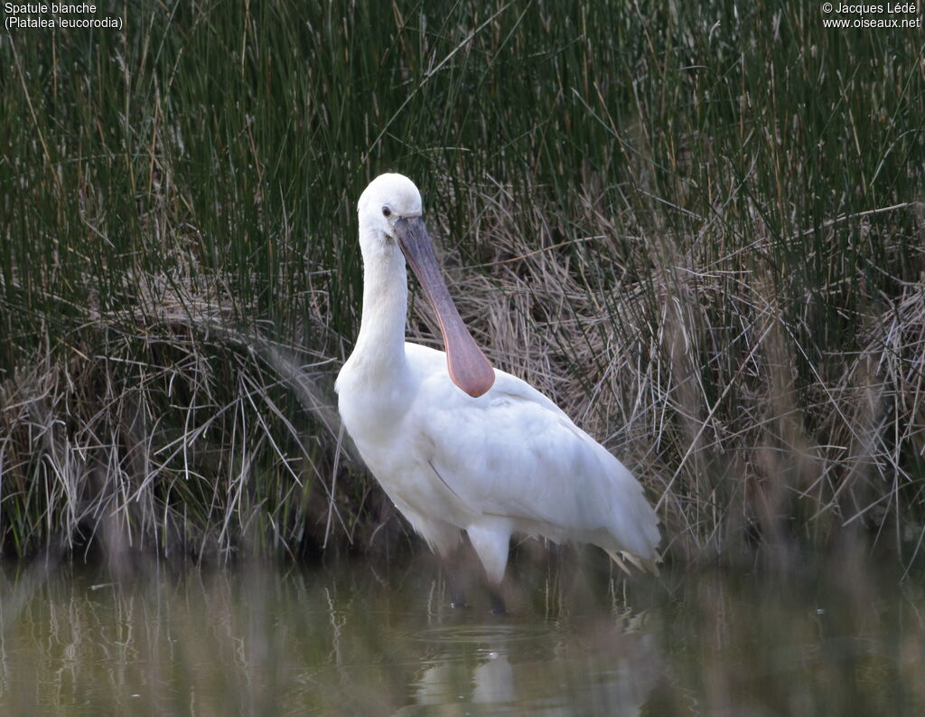 Eurasian Spoonbill