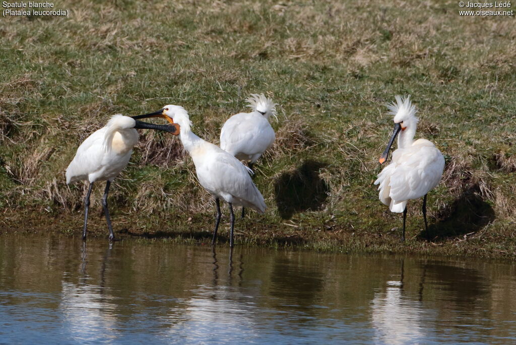 Eurasian Spoonbill