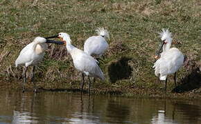 Eurasian Spoonbill