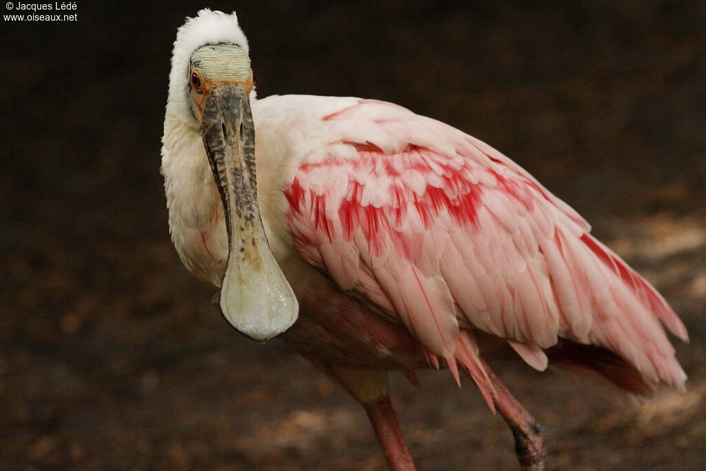 Roseate Spoonbill