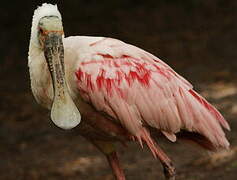 Roseate Spoonbill