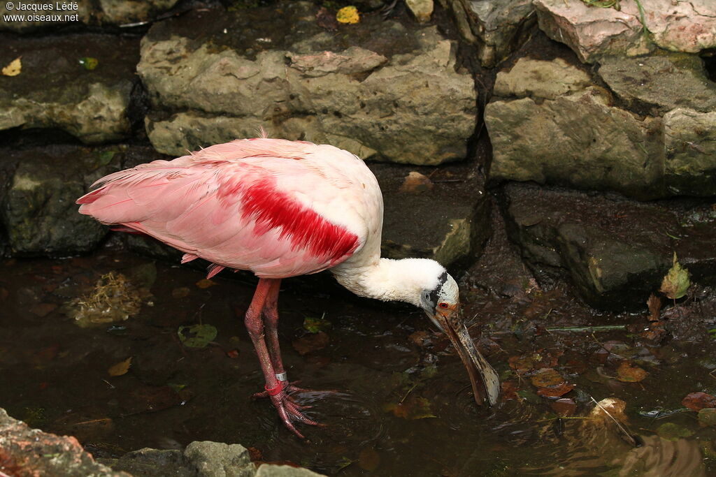 Roseate Spoonbill