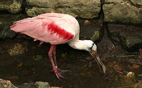 Roseate Spoonbill