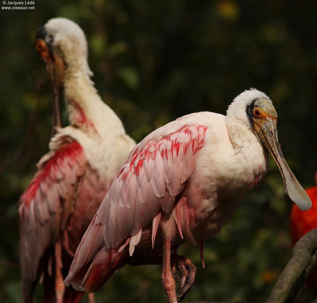 Roseate Spoonbill