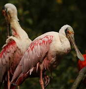 Roseate Spoonbill