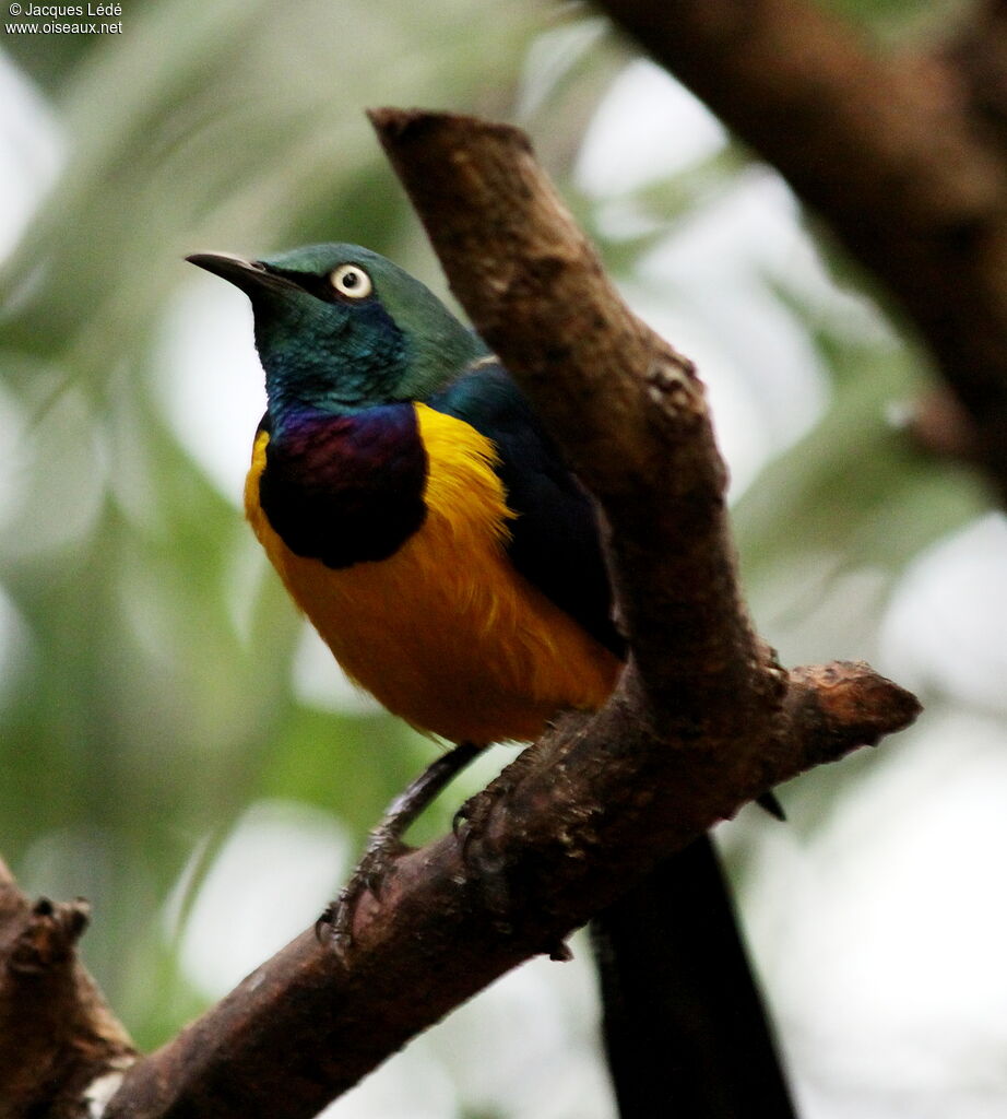 Golden-breasted Starling