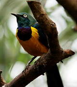 Golden-breasted Starling