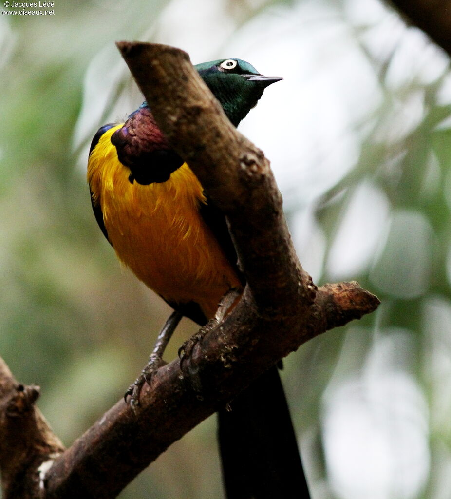 Golden-breasted Starling