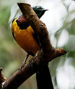 Golden-breasted Starling