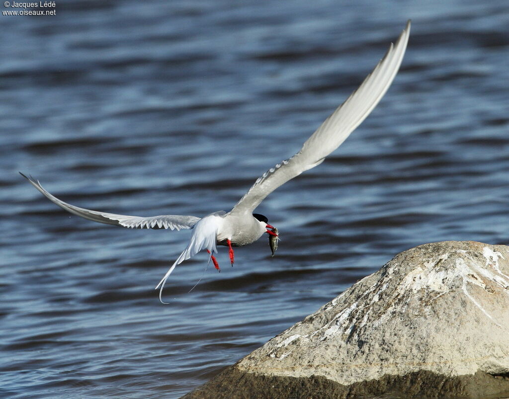 Arctic Tern