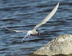 Arctic Tern