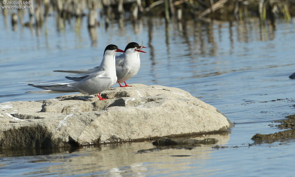 Arctic Tern