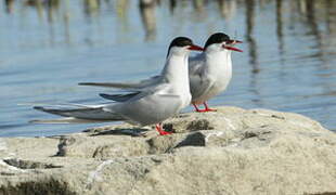 Arctic Tern