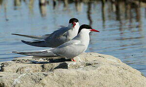 Arctic Tern