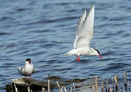 Arctic Tern