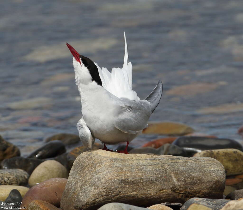 Arctic Ternadult breeding, Behaviour