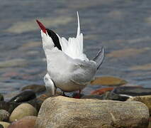 Arctic Tern