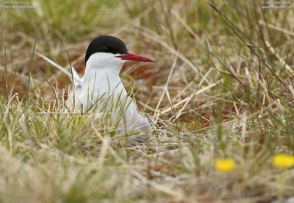 Arctic Tern