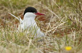 Arctic Tern