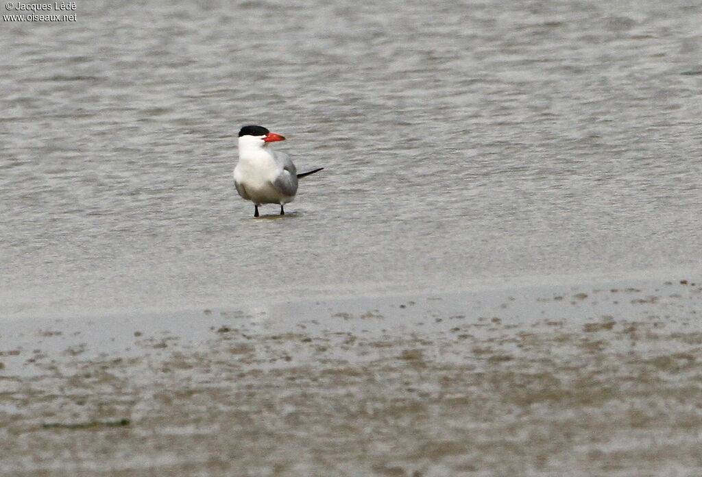 Caspian Tern