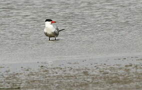 Caspian Tern