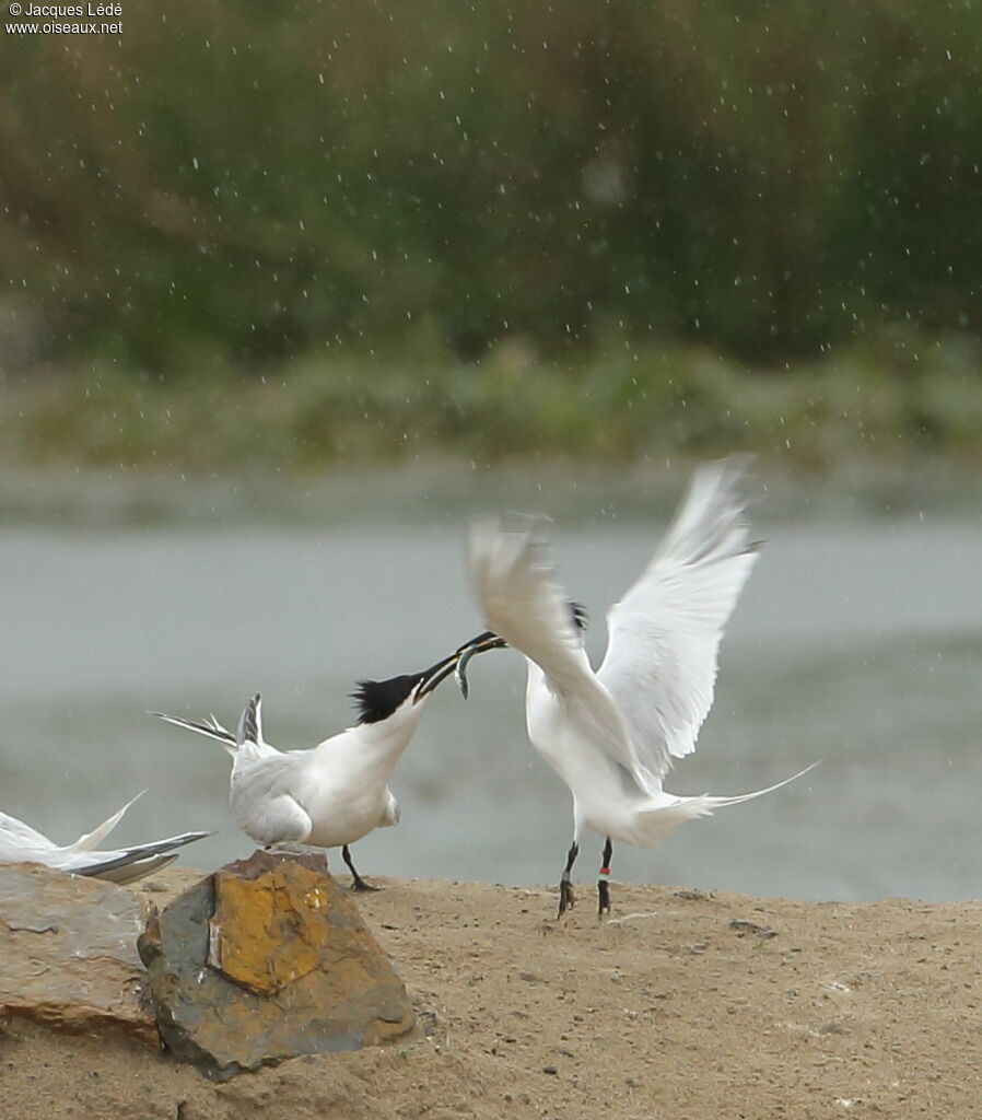 Sandwich Tern