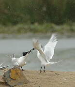 Sandwich Tern