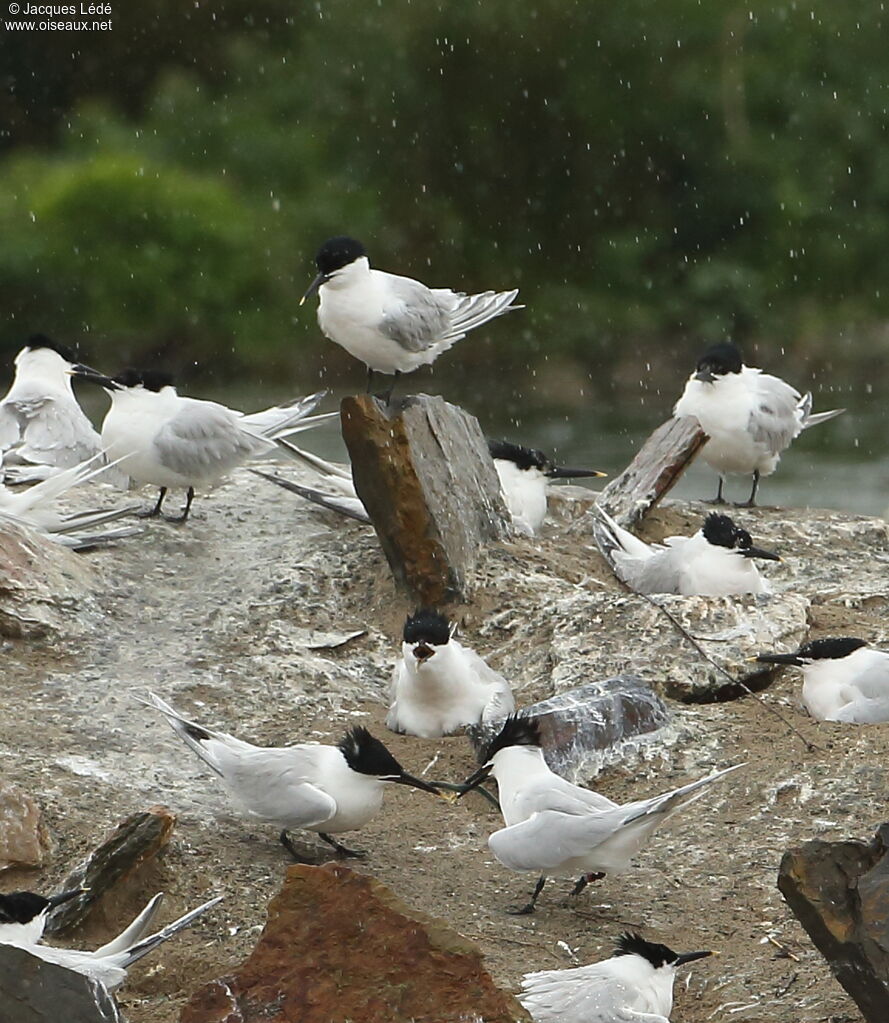 Sandwich Tern