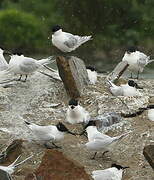 Sandwich Tern