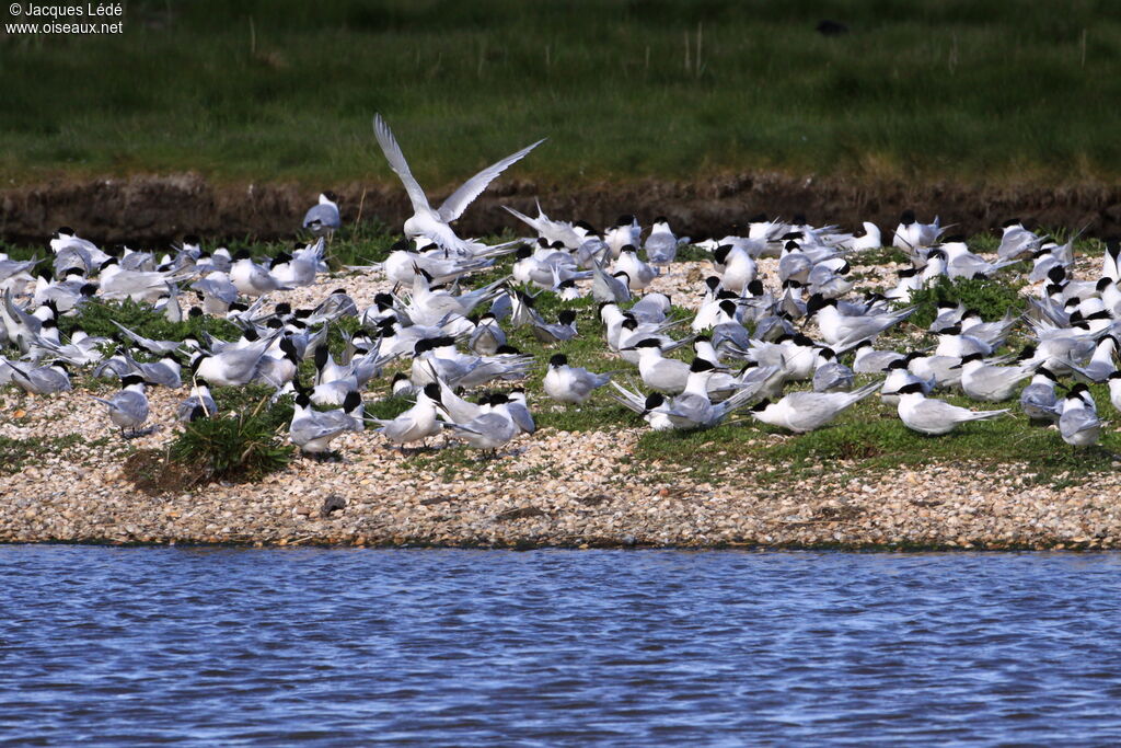 Sandwich Tern